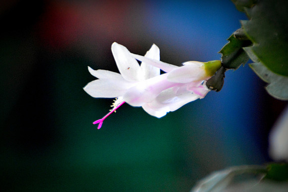 Christmas Cactus