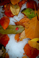 Fall and Winter