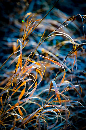 Native Grasses