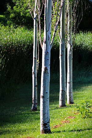 Poplars