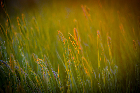 Amber Prairie