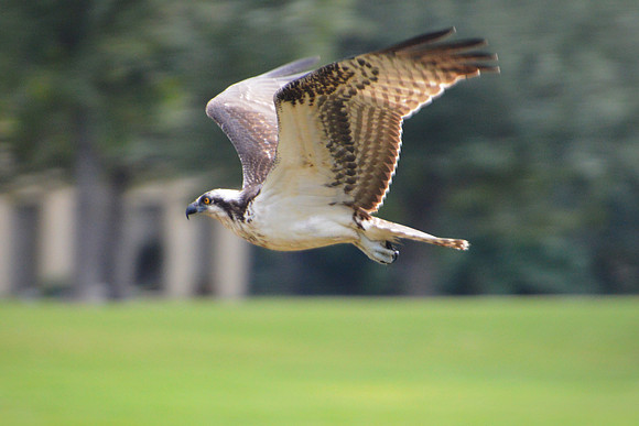 Urban Osprey