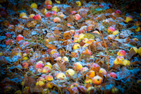 Crab Apples