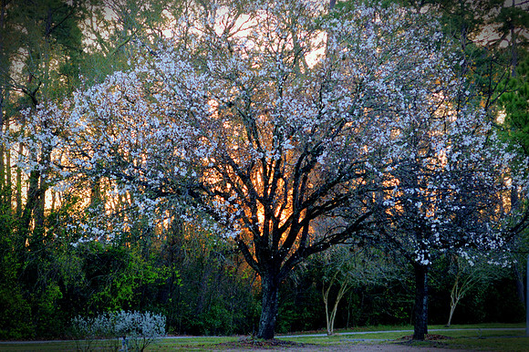 Angelic Morning