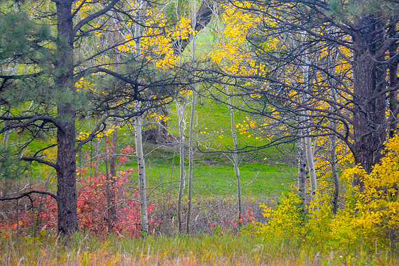 Autumn Aspens