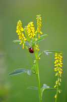 Ladybug