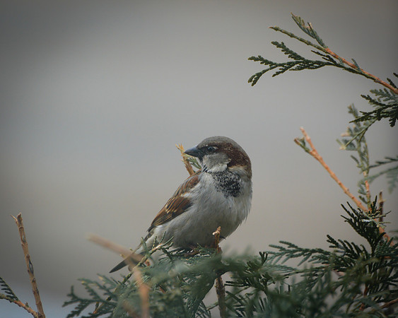 Sparrow