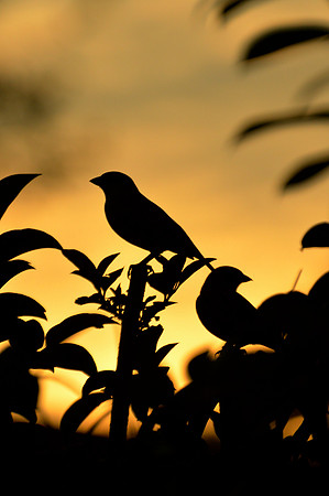 The Sparrows
