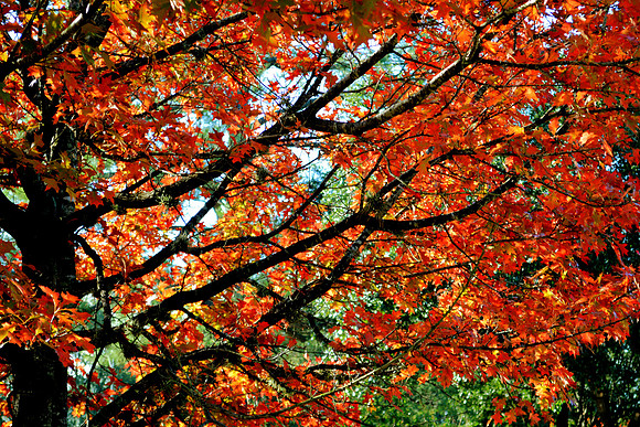 Bright November
