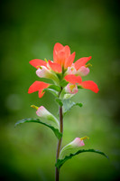 Indian Paintbrush