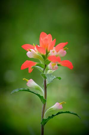 Indian Paintbrush