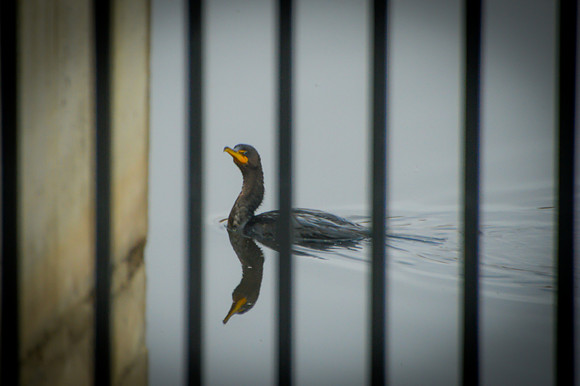 Cormorant