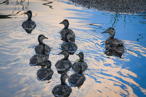 Keeping Her Ducks in a Row