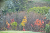 Fall Colors
