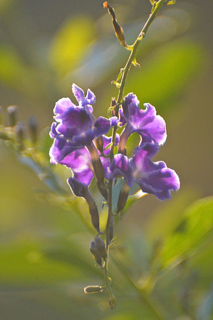 Duranta