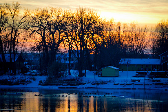 Geese on the Missouri River