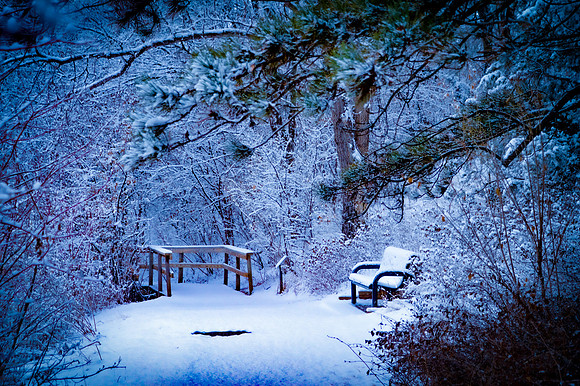 Contemplative Woods