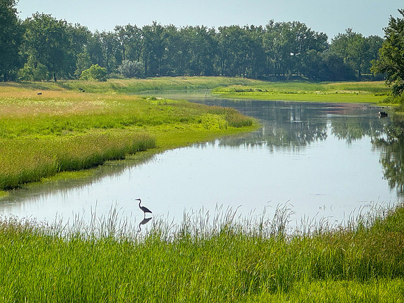 Egret