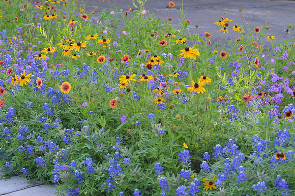 Texas Wildflowers