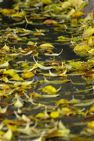 Leaves Adrift