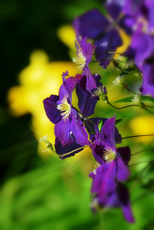 Clematis