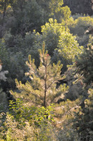 Summer Pine
