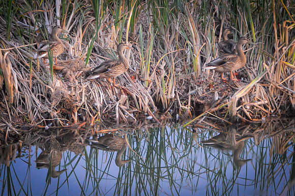 Mallards