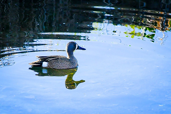 Blue Winged Teal