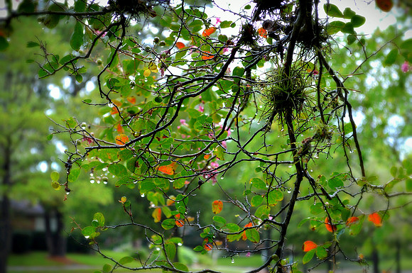 Fall Showers