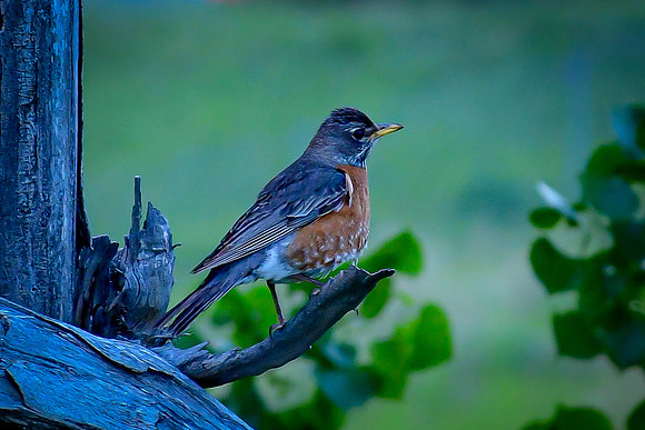 Robin