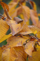 Fall Leaves