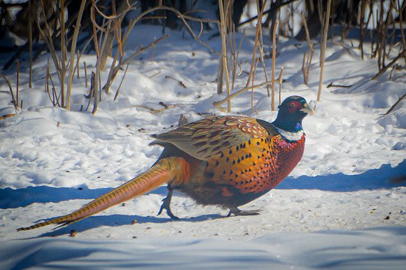 Ring-Necked Pheasant