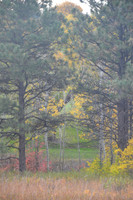 Autumn Aspens