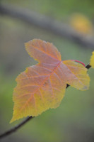 Autumn Leaves