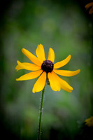 Rudbeckia