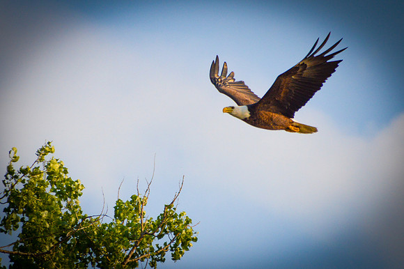 Bald Eagle