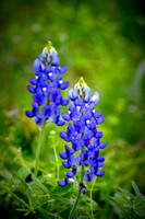 Texas Wildflowers