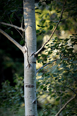 Quaking Aspen