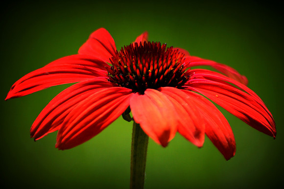 Scarlet Coneflower