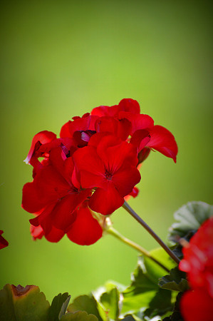 Red Geraniums