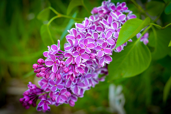 Unusual Lilac