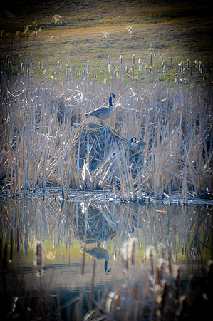Spring Reflections